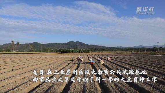 新华全媒 丨你在北方冰天雪地,南繁人在海南的艳阳下热火朝天_育种_科