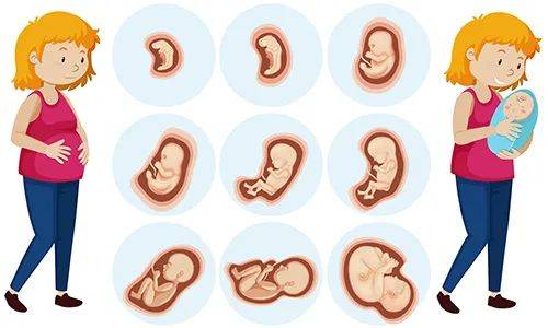 这篇文章会悉数胎宝宝在怀胎十月的发育变化,看完你会发现,为了健康