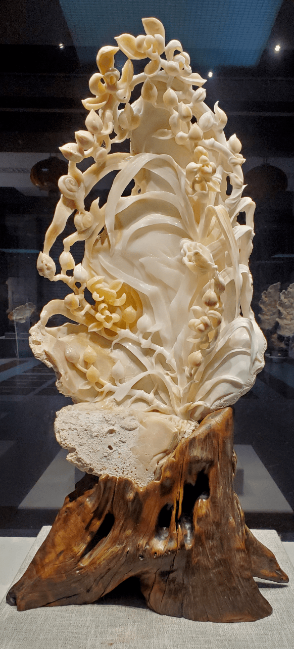 展讯国宝砗磲艺术展来自海洋的殊胜宝物