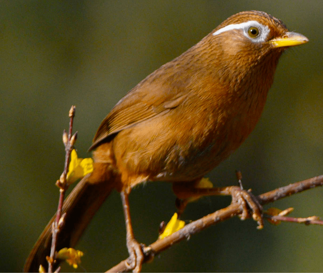 涨知识!龙川16种常见珍稀濒危野生动物,你有幸见过吗?_保护_别名_国家
