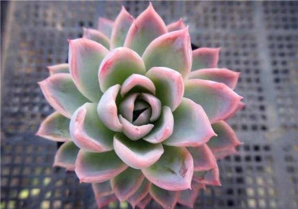 养多肉买小苗 养大了再卖掉 不要不舍得 循环买卖更合适 过程 繁殖 新品种