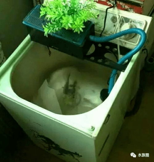 就是洗衣机,相信也不是因为穷,但是想养鱼的人会想尽各种办法实现.