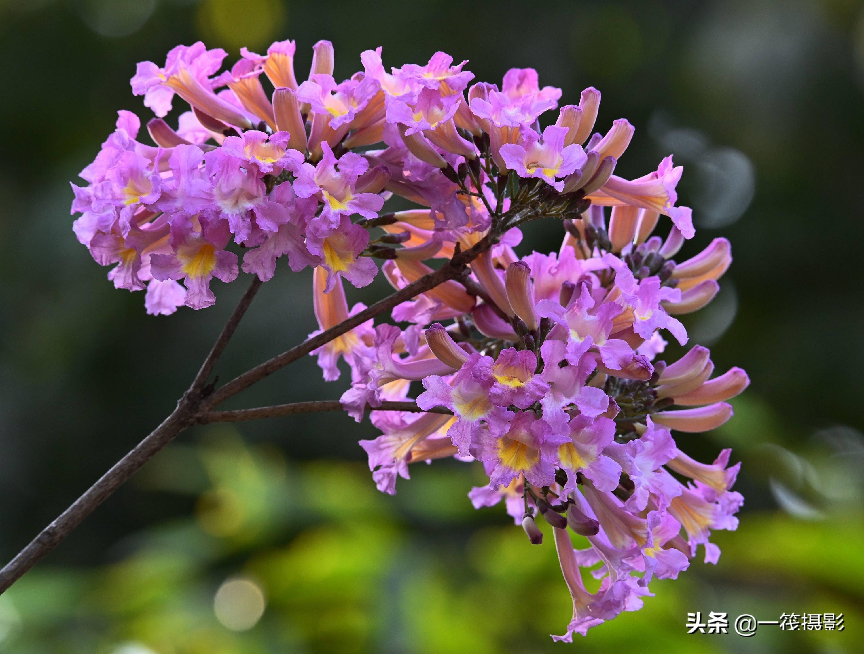 紫色风铃木花图片