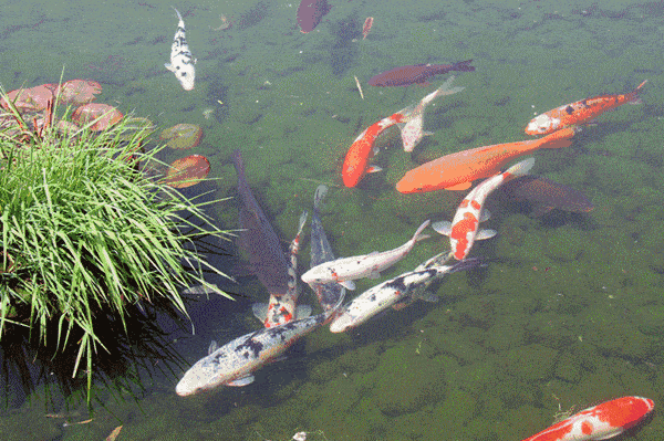 高清锦鲤水池动态壁纸图片