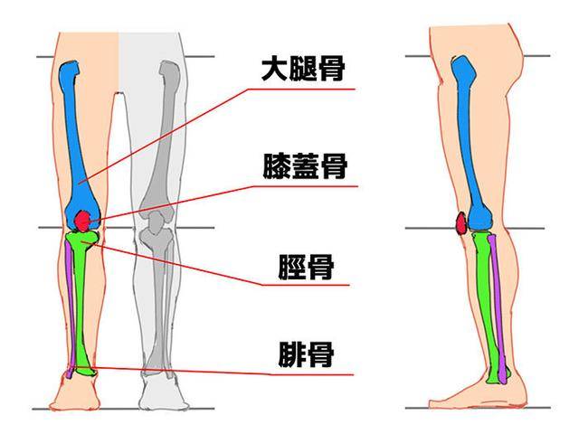 绘画萌新必备的腿部画法分解腿部结构一招学会腿部的绘画技巧