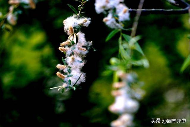 三月桃花雪一城柳絮风图片