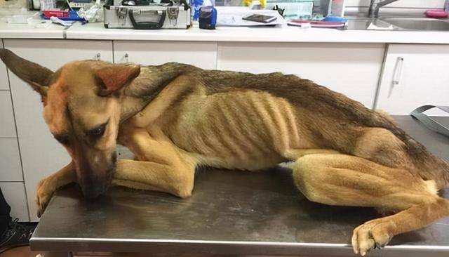 不用刷牙的东西 74b2cb927e324db18a27cd594c2f8002.jpeg