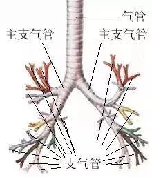 吃饭进入气管怎么办