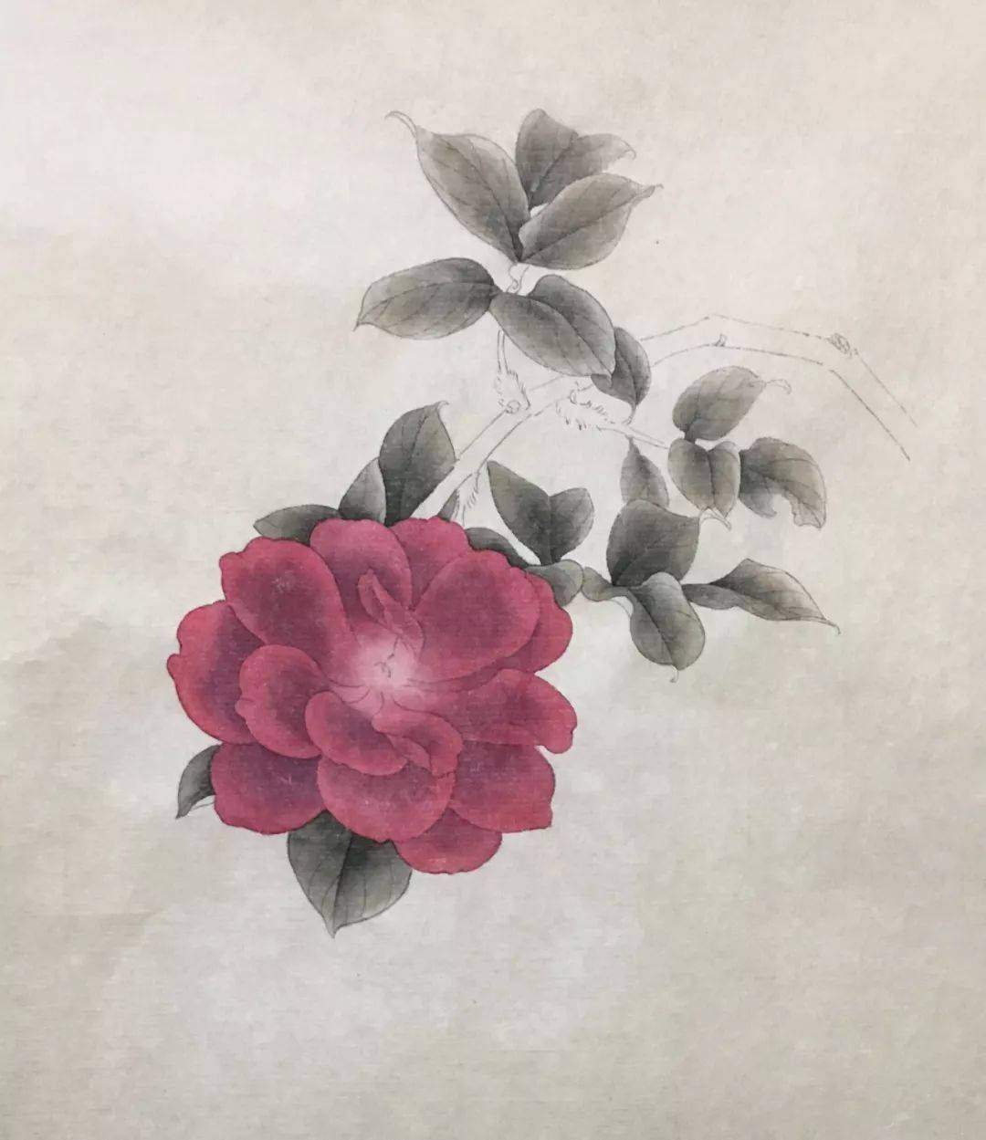 国画教程一朵玫瑰花的工笔写生步骤