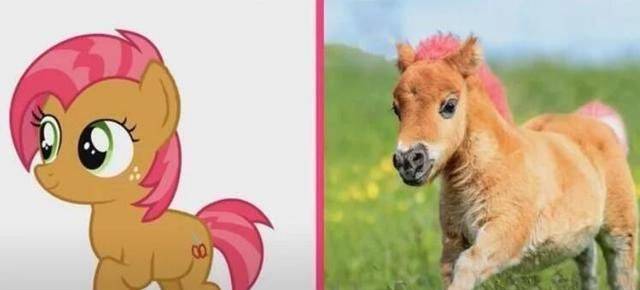 当 小马宝莉 变成真马 有些马适合 有些马辣眼睛 公主 月亮 马匹