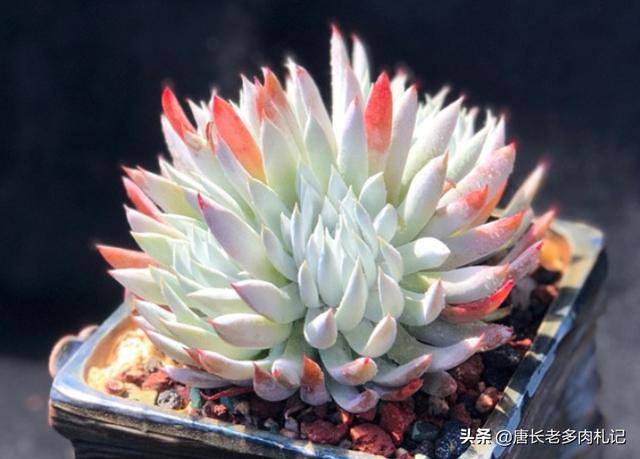 多肉仙女杯奴婢就像清冷优雅的小仙女冬天还能披上漂亮的红妆