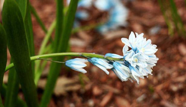 条纹海葱早春开花最早的球根之一花瓣中间有一道海蓝色条纹