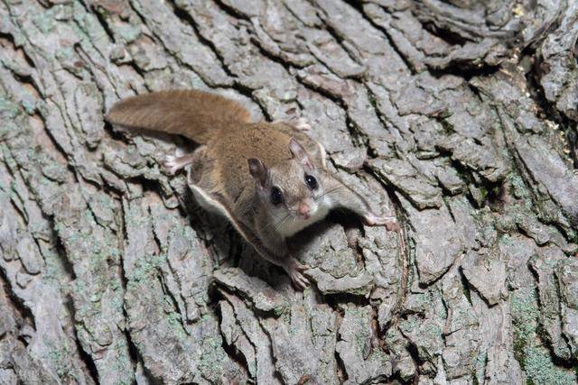 五灵脂主要是取自于复齿鼯鼠的干燥粪便.