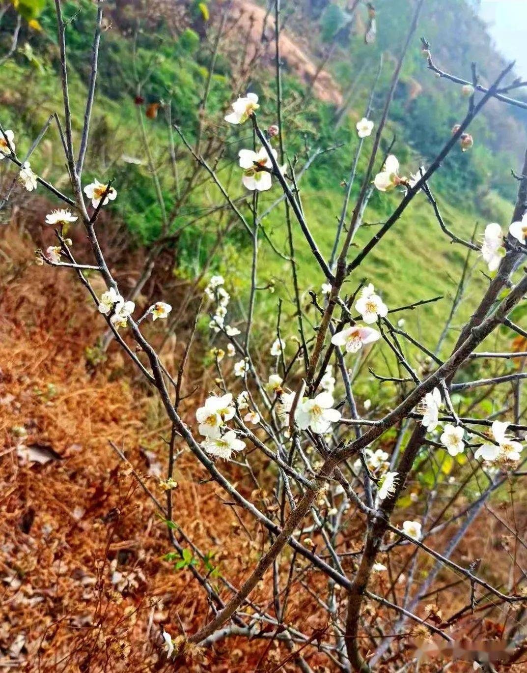 高埔梅花陆续开了....