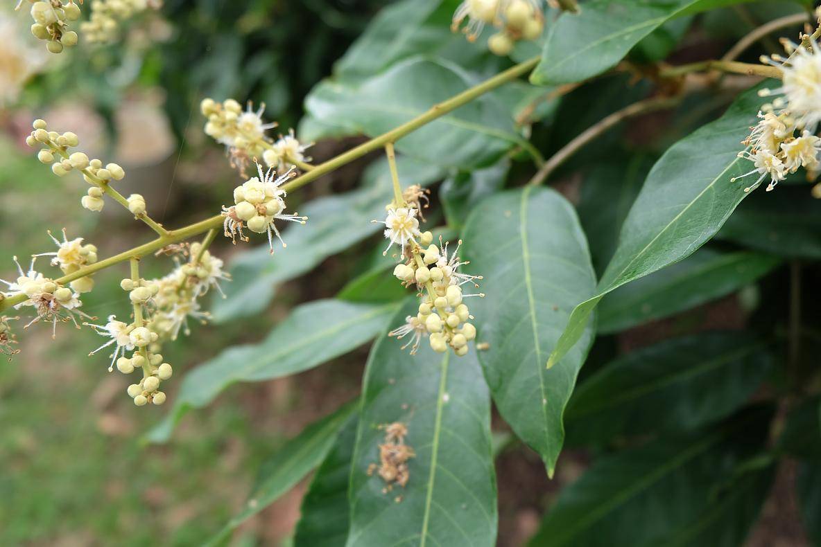 龍眼花蜂蜜怎樣分真假真假蜂蜜的鑑別方法