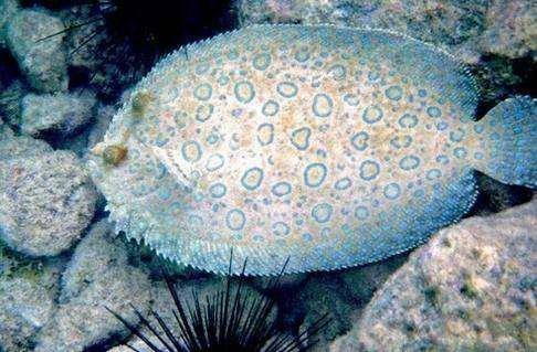 奇特比目魚(鰈魚)的海釣小技巧_海底_淺海_生活