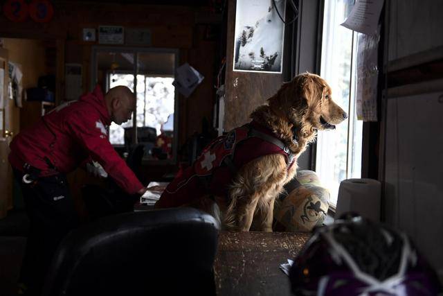 雪山巡逻犬图片