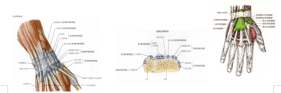手指解剖 结构图图片