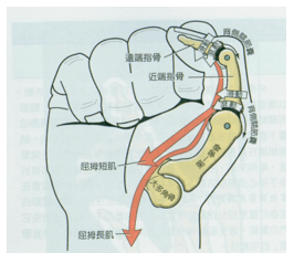 手功能基地系列微文25手部解剖知多少二掌骨和指骨及其相關腱鞘