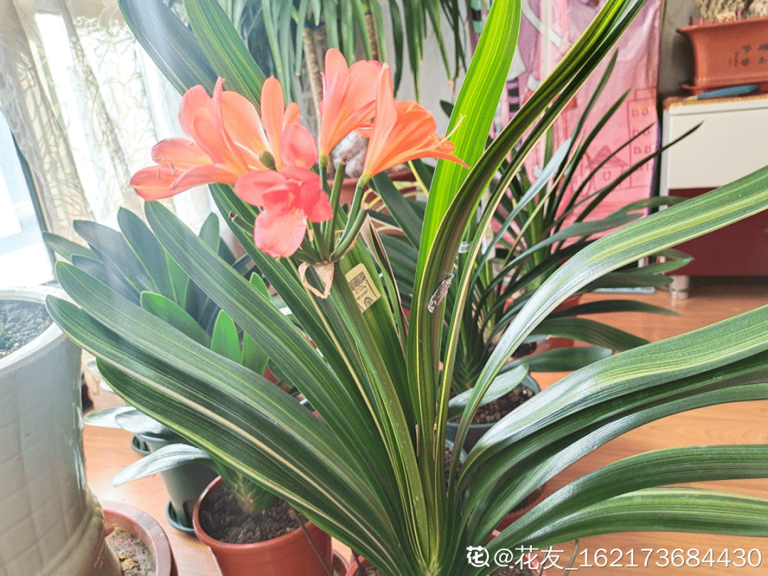 年关适合养君子兰 寿命长 年年开 花大色艳气质端庄 文化 中华焦点日报