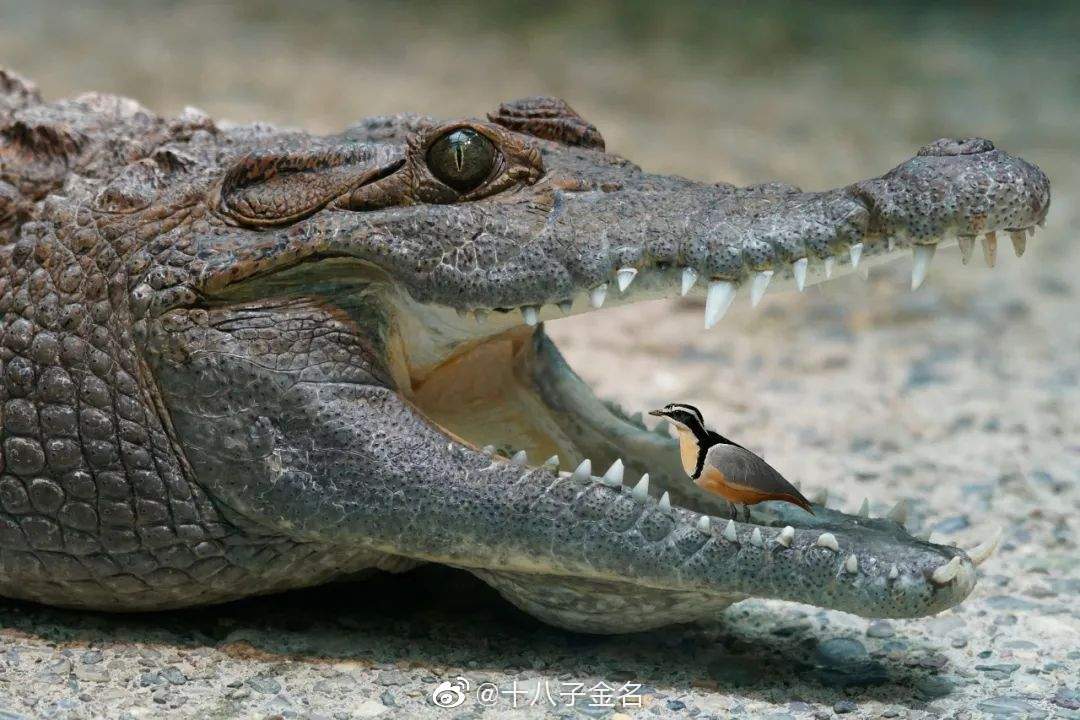 鳄鱼与牙签鸟共生图片