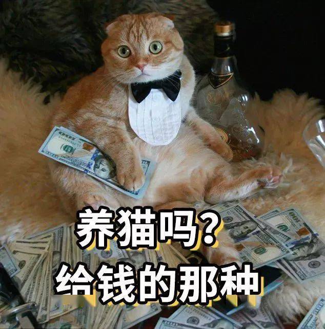 电影橘猫，怎么就成了最受欢迎的猫？