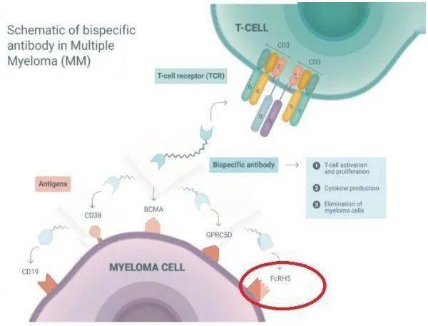 罗氏3款双特异性抗体-mosunetuzumab、glofitamab、cevostamab强劲临床数据！_Fab_患者_细胞