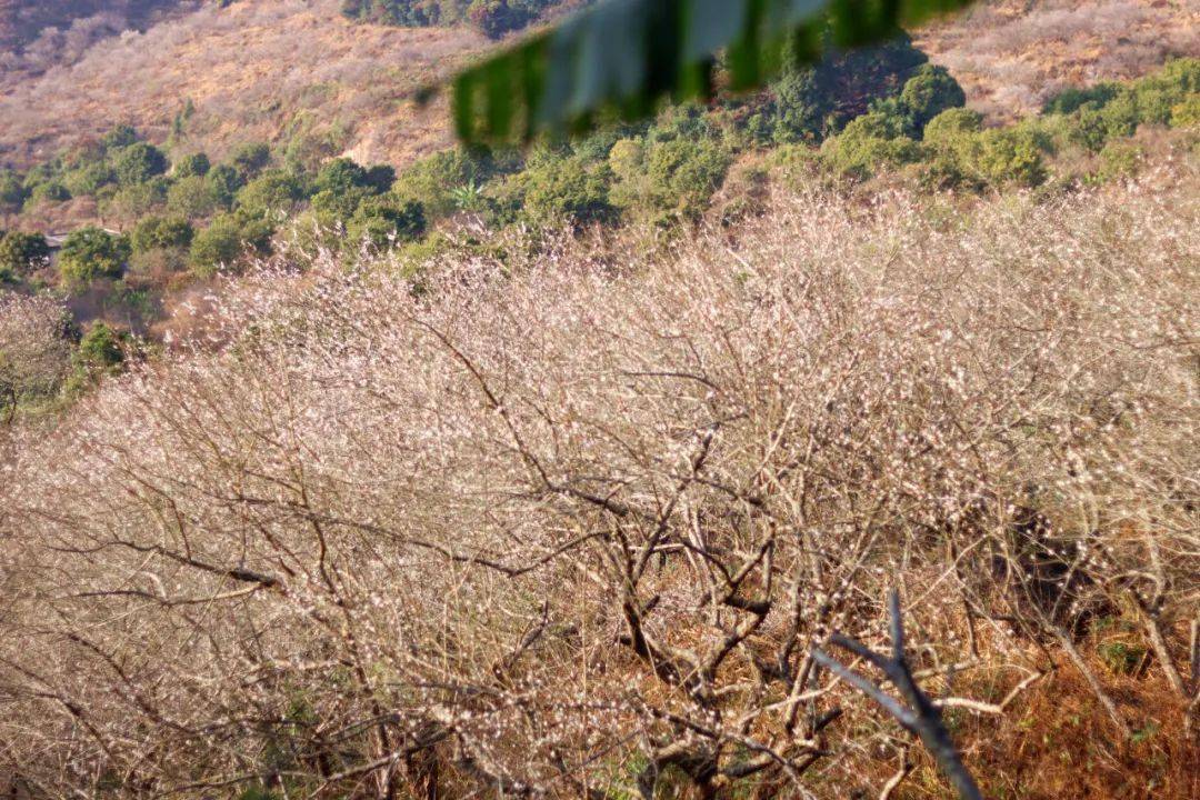 惠东梁化梅园的梅花开了 入园需预约