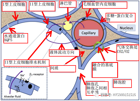 肺水肿机制心源性肺水肿肺水肿痰液临床表现为:呼吸困难,发绀,咳痰