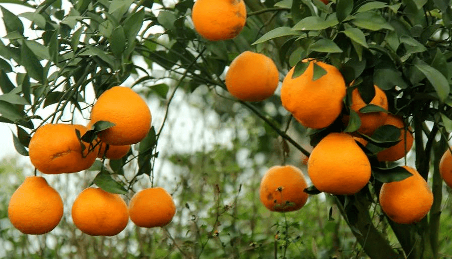 请你吃到饱泸州这个耙耙柑果园要搞件豪横事