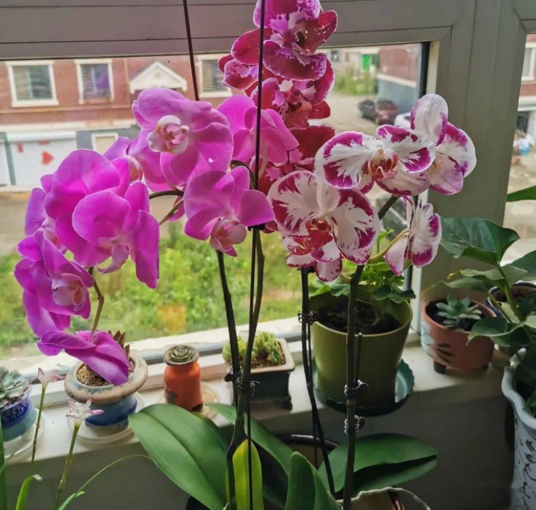 种植蝴蝶兰 3个细节很重要 抓住了 经常复花 花大色艳 兰花科 土壤 营养