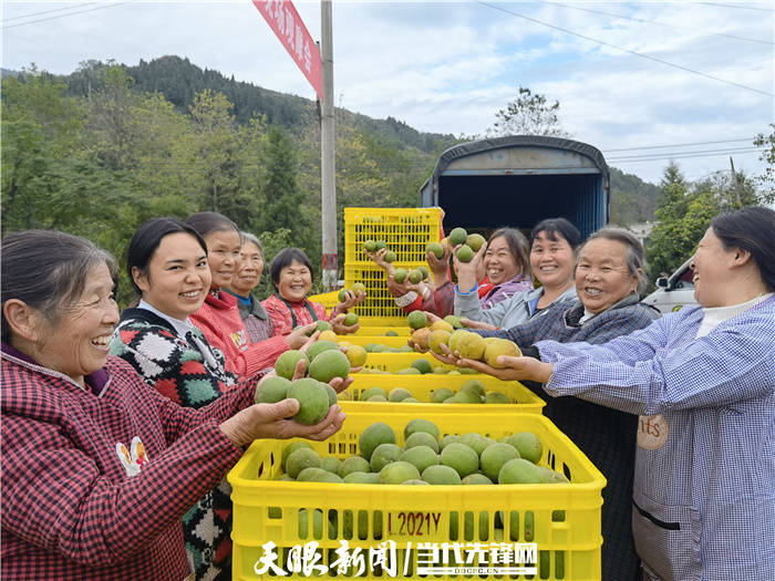 柱整齊有序地插入地裡,用鐵絲搭成網狀,上面掛滿了枯黃的羅漢果藤蔓