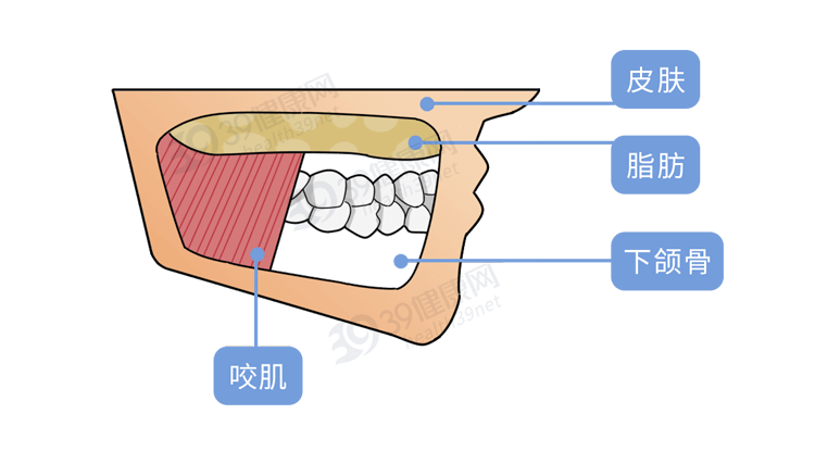 腮在什么位置图片图片