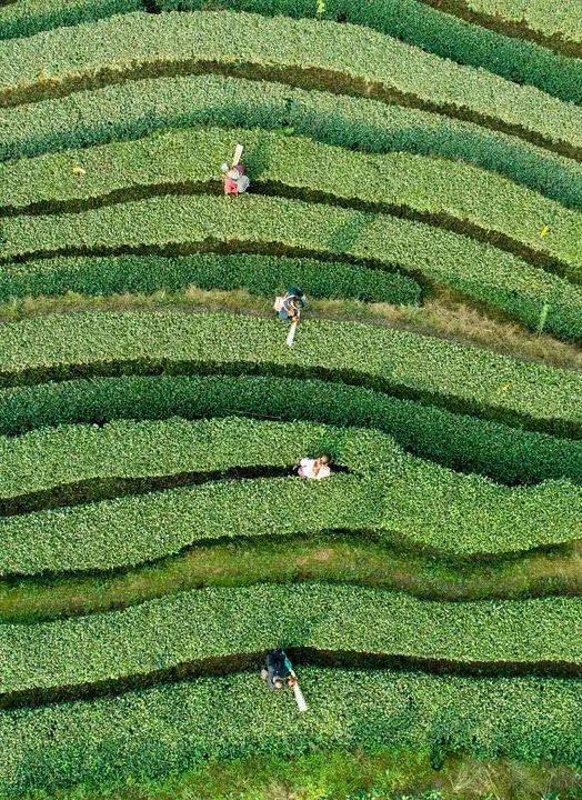 节气|今日冬至：漫漫冬夜，烹雪煎茶，不枉人间百年｜草地·二十四节气