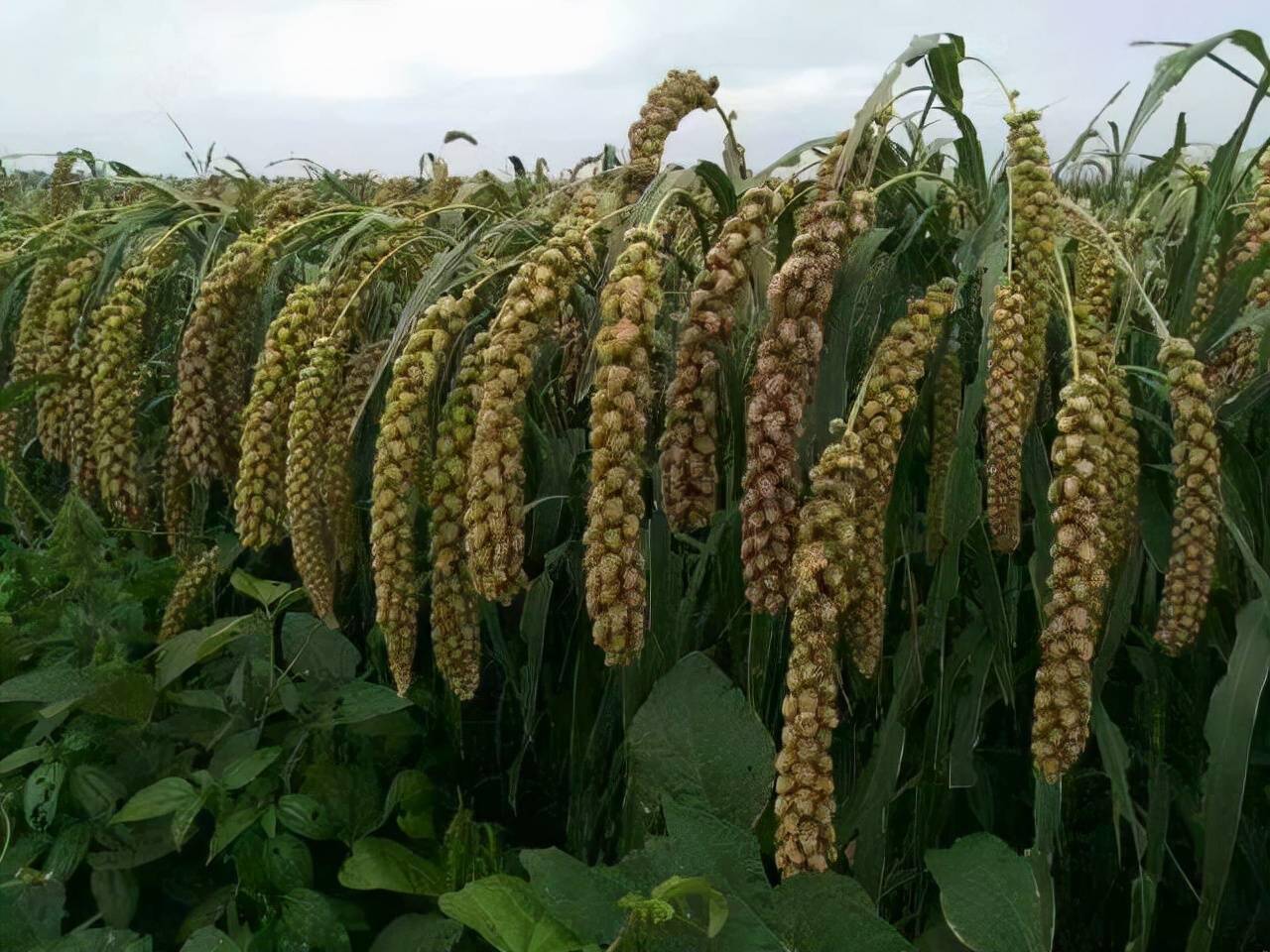 杂交水稻之父是袁隆平杂交谷子之父是谁他把谷产量提升了一倍