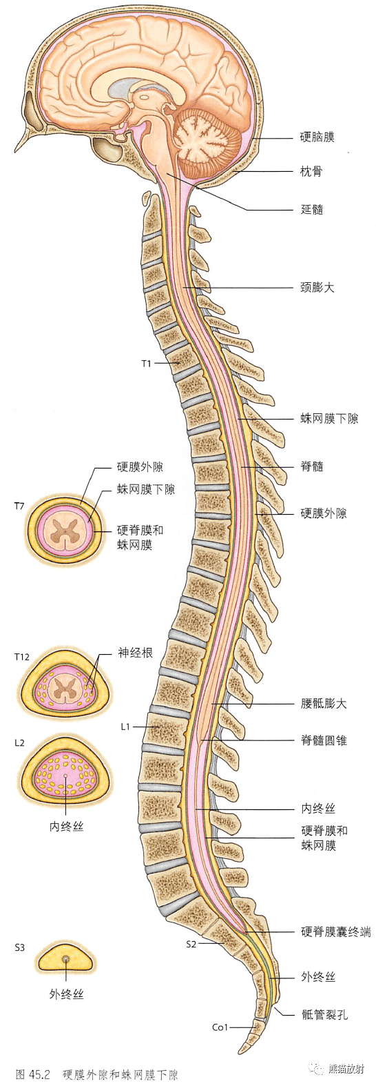 解剖丨椎管脊髓神经根