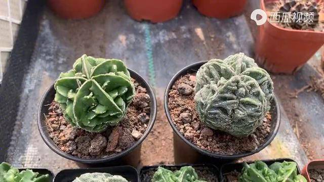 实生核桃鸾凤玉