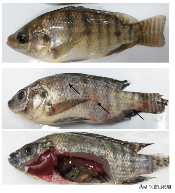 罗非鱼罗湖病毒的诊断及其防控建议