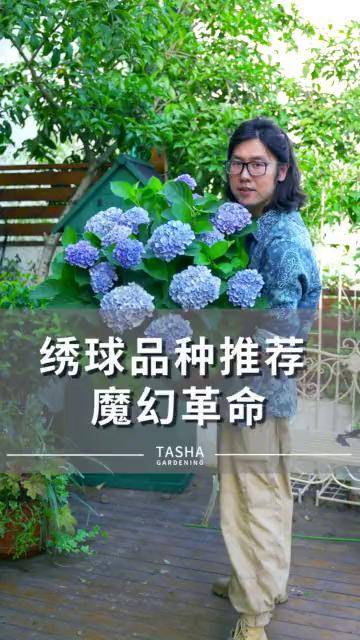 给你们推荐一款我个人很喜欢的绣球魔幻革命