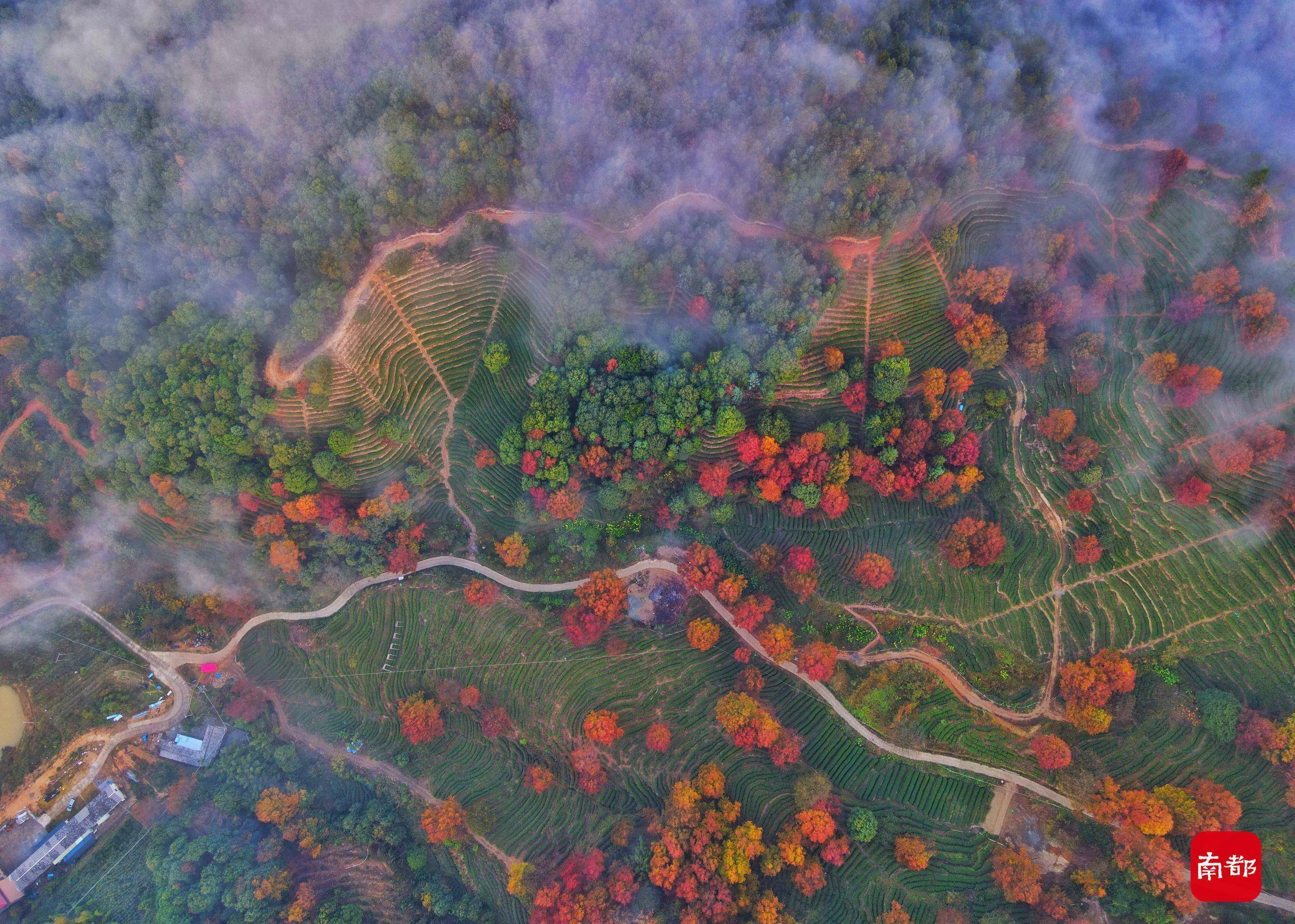 粉色|组图：广东秋色超长待机，近日多地红透，越冷越燃