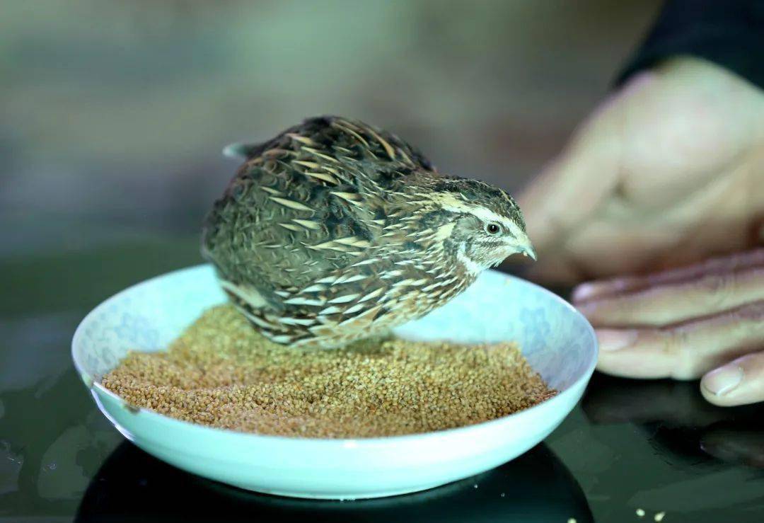 鄢陵斗鹌鹑 ——始于唐宋的传统文娱活动