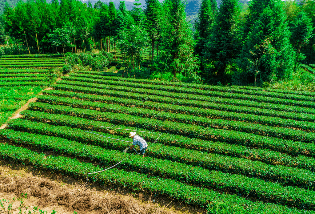 茶叶|一块块金字招牌的背后,竟是……