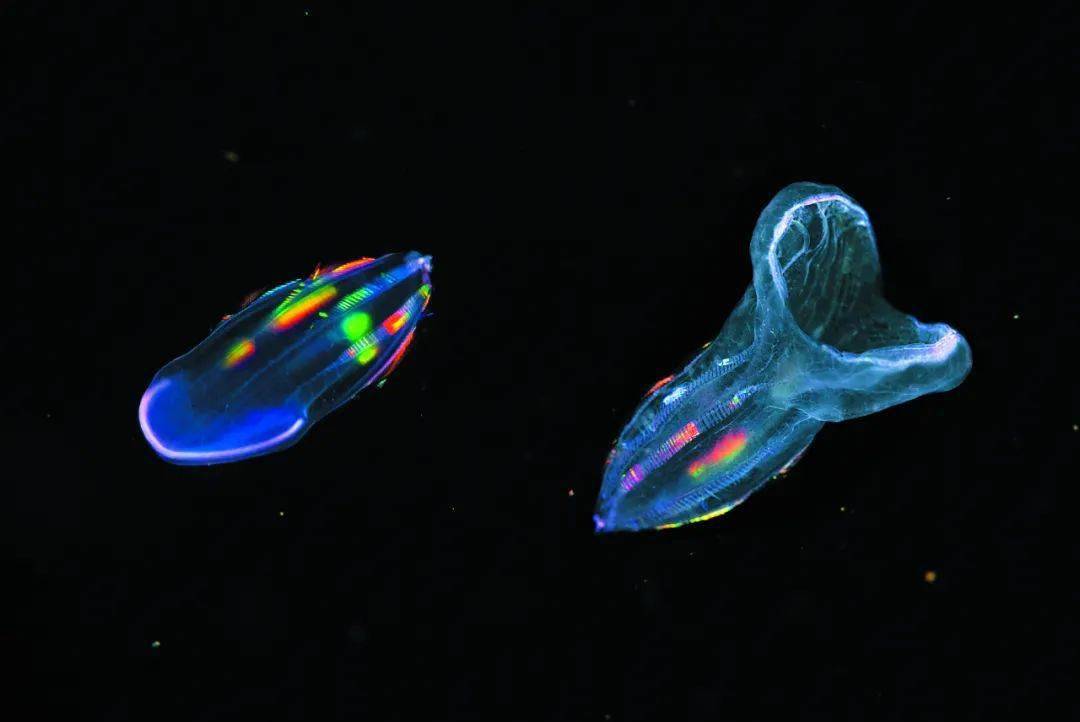 图书600张黑水摄影作品揭秘幽暗海洋中的奇幻浮游生物