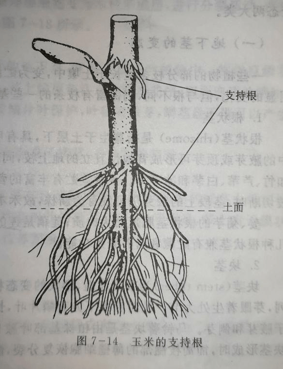 玉米的支持根(图片来源:《植物学》)2,攀援根一些藤本植物,如爬山虎