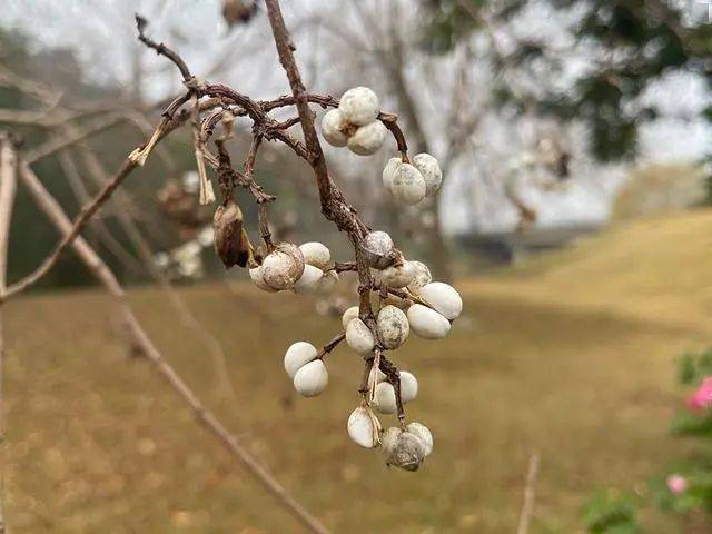 烏桕的果實無患子69無患子能夠用於洗滌,主要是因為果皮部分含有