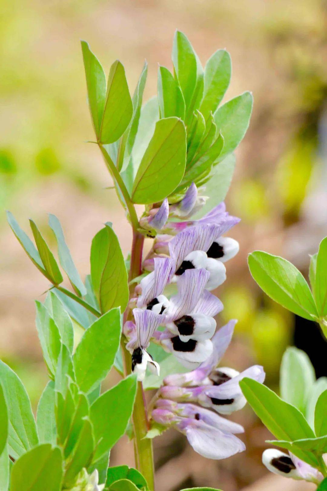 吃了一辈子蔬菜却没见过它开花的样子网友蔬菜的花也美得不像话