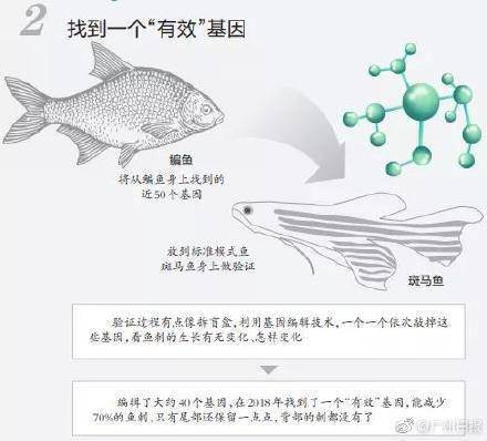 团队|华中农业大学团队找到控制鱼刺的基因，吃鱼不挑刺或成现实？