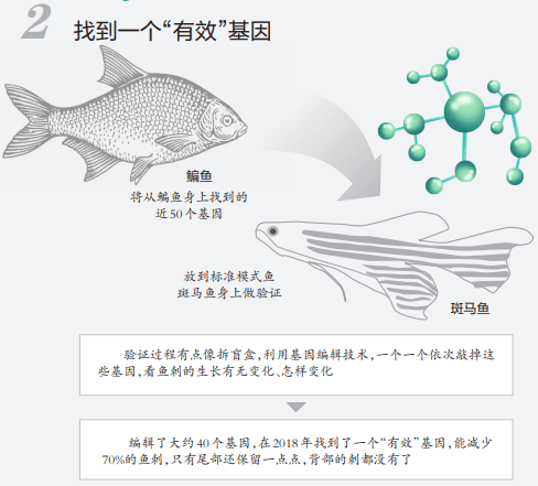 高校|吃鱼不挑刺？高校重大突破！网友有个大胆的想法......