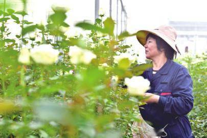 老區玫瑰四季花開 國際 第2張