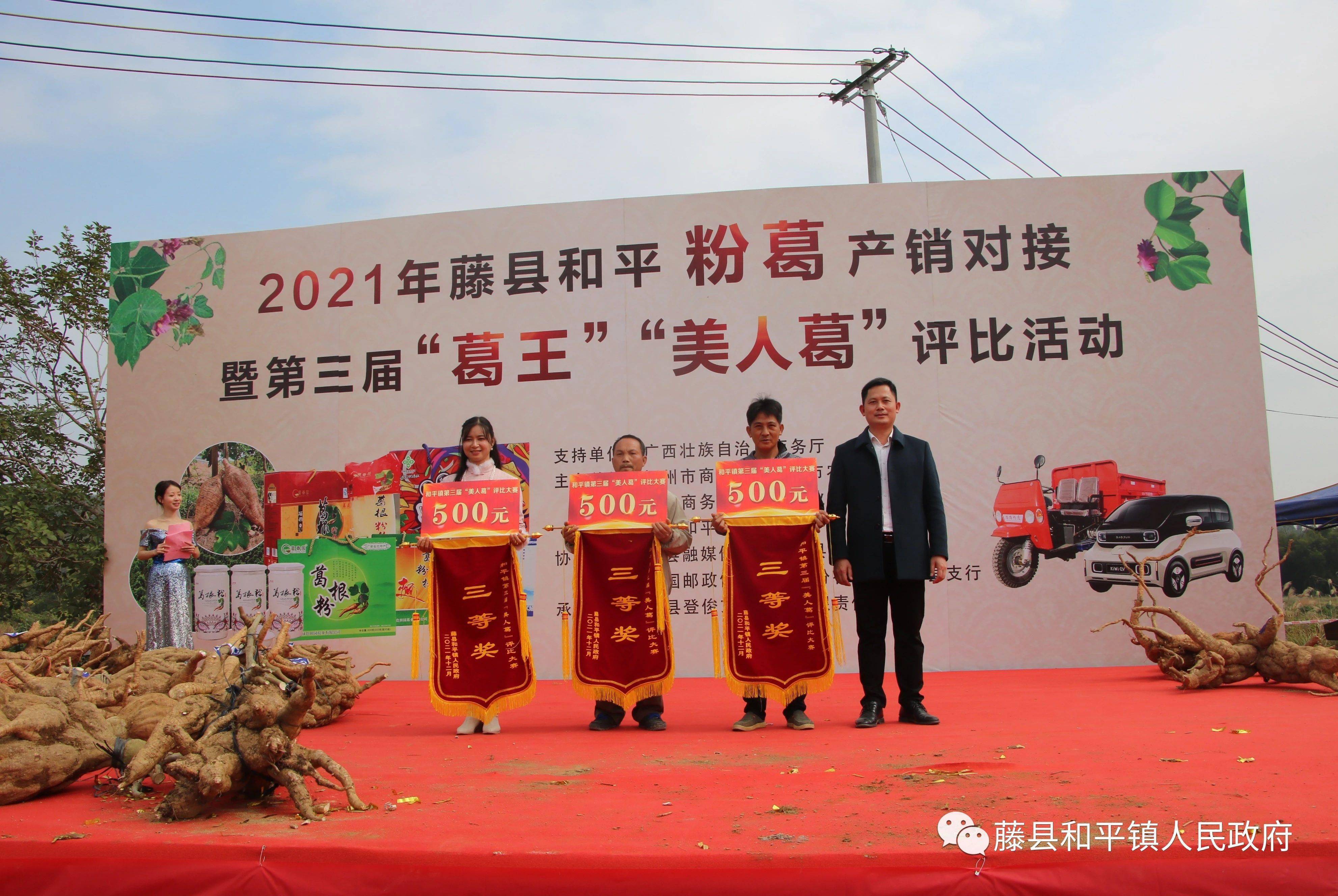 1618斤的粉葛你见过吗快来看看藤县和平镇2021年的葛王美人葛吧